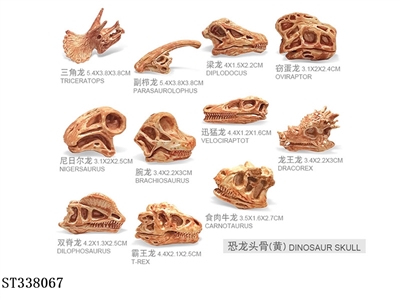 浅黄 恐龙头骨 - ST338067