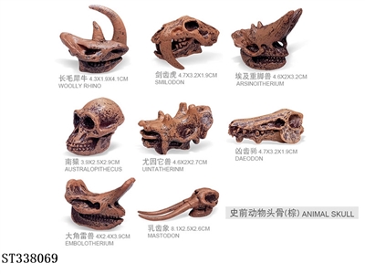 棕色 史前动物头骨 - ST338069