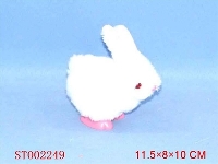 ST002249 - intreseting rabbit