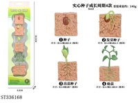 ST336168 - 种子成长周期